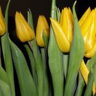 gelbe Tulpen