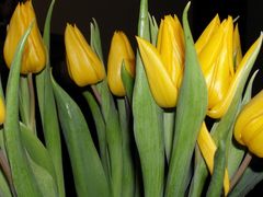 gelbe Tulpen