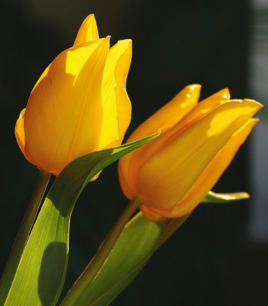 gelbe Tulpen