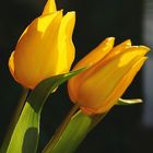 gelbe Tulpen