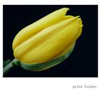 .gelbe tulpen .