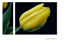 .gelbe tulpen .