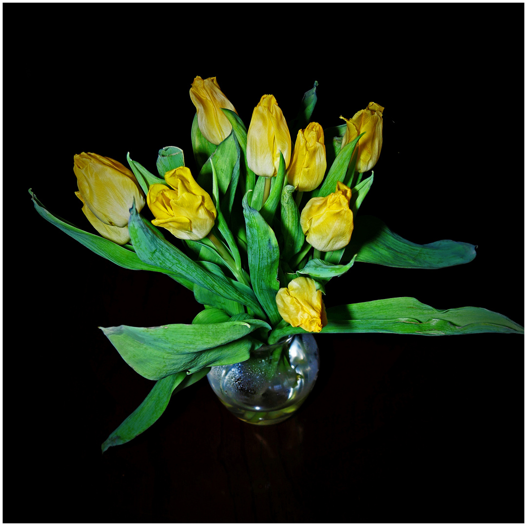 gelbe Tulpen