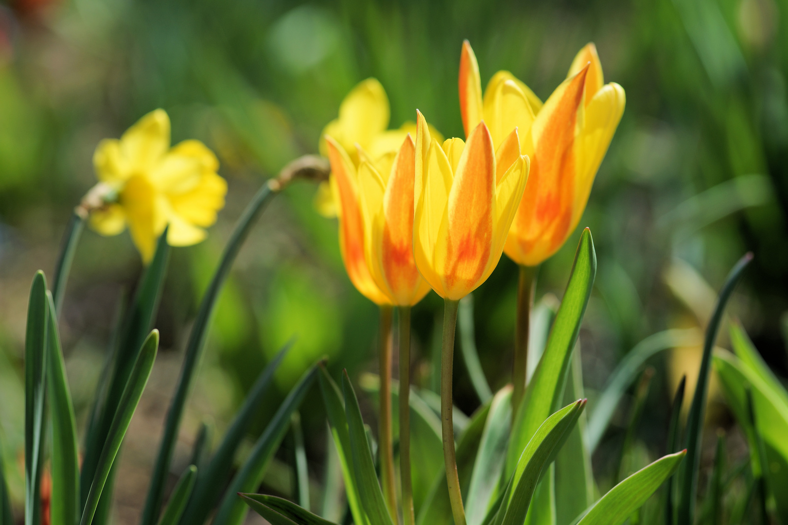 Gelbe Tulpen