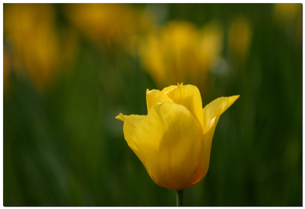 Gelbe Tulpe(n)