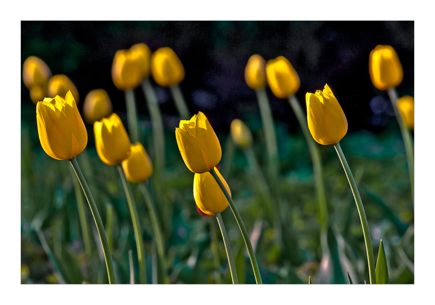 Gelbe Tulpen