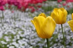 Gelbe Tulpen