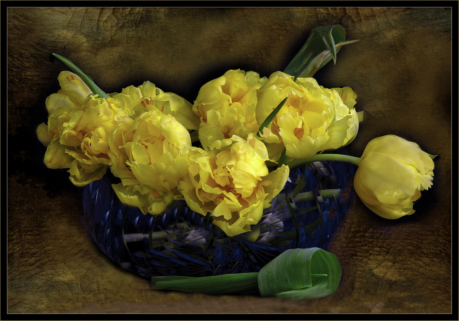  Gelbe Tulpen 