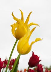 gelbe Tulpen