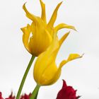 gelbe Tulpen