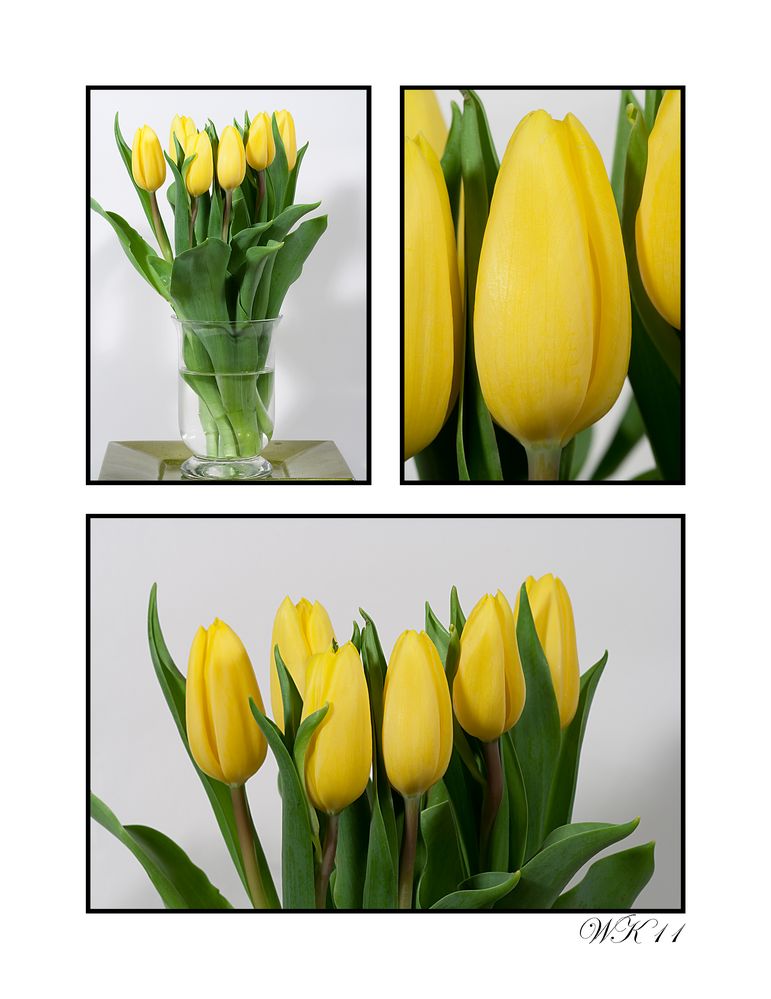 Gelbe Tulpen