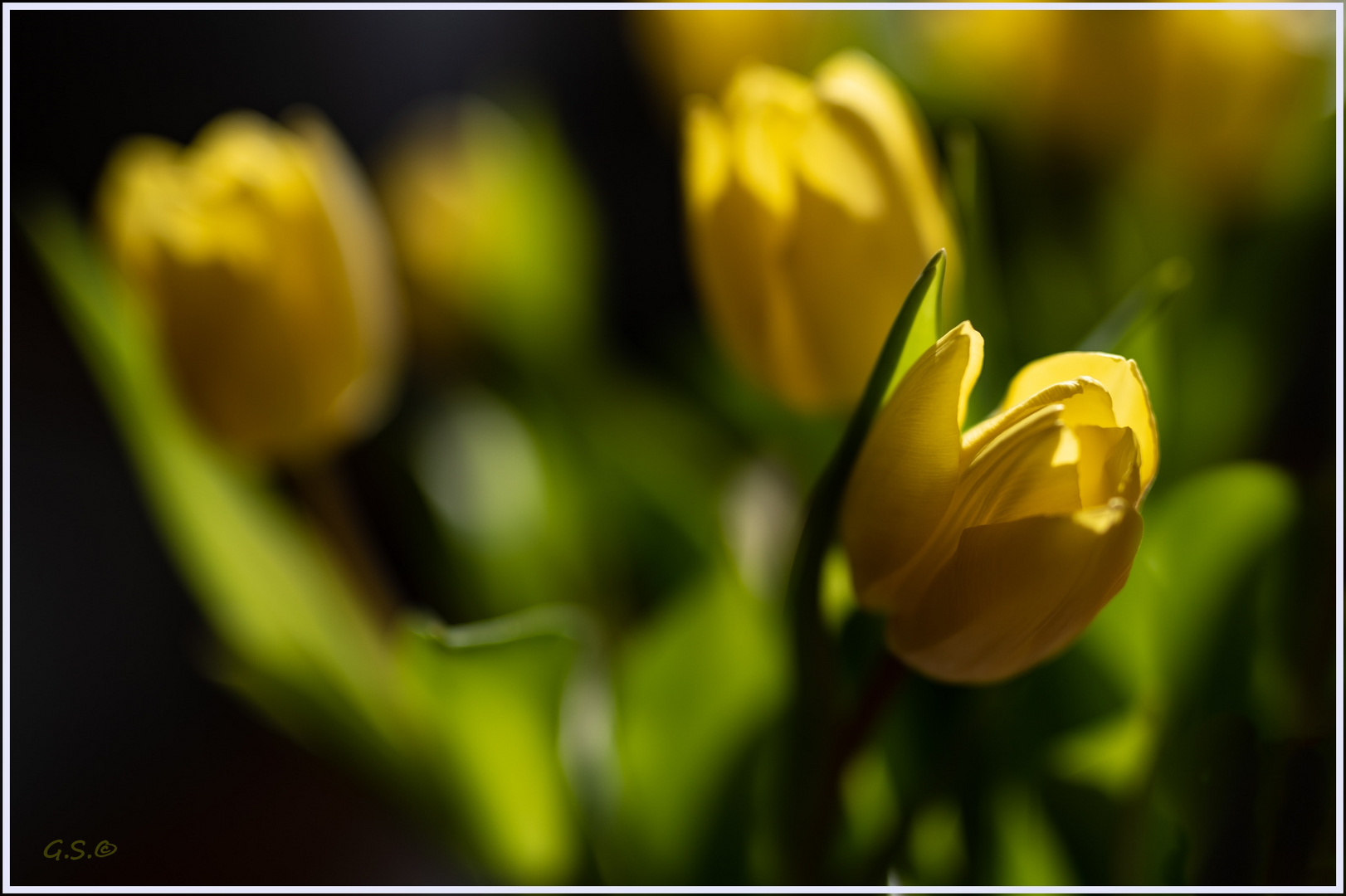 Gelbe Tulpen