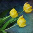  Gelbe Tulpen   