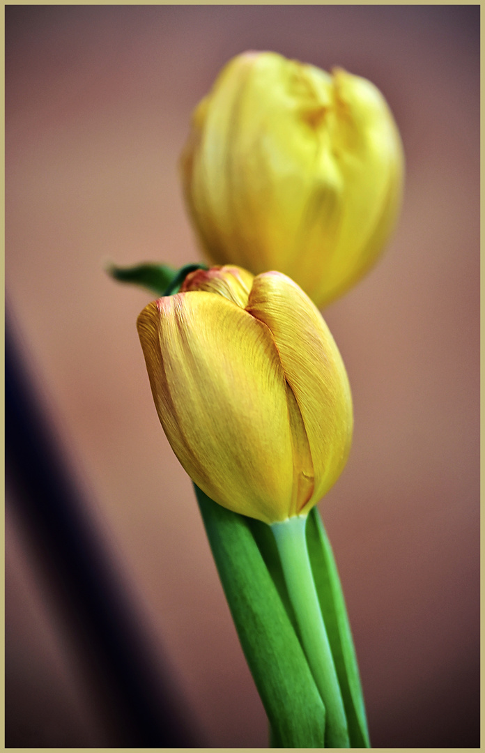 gelbe Tulpen