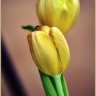 gelbe Tulpen