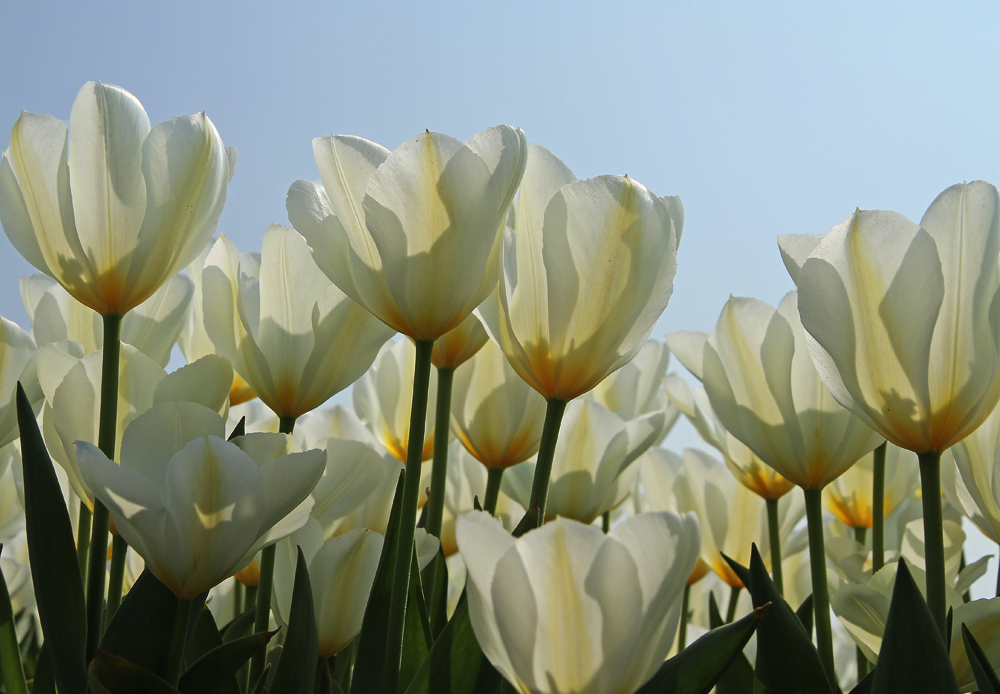 gelbe Tulpen auf Texel