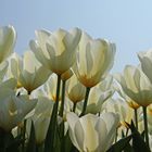 gelbe Tulpen auf Texel