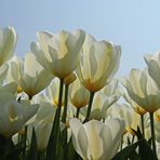 gelbe Tulpen auf Texel