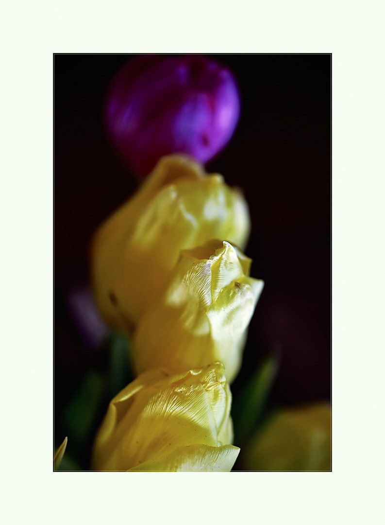 gelbe Tulpen