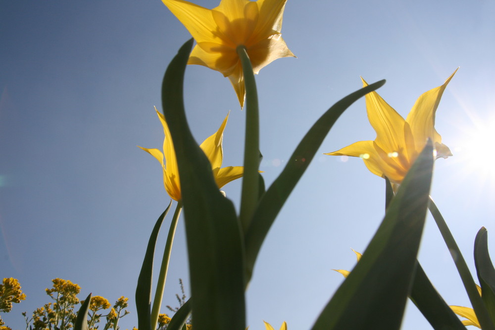 gelbe Tulpen, BUGA 2009 in Schwerin