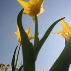 gelbe Tulpen, BUGA 2009 in Schwerin