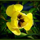 Gelbe Tulpen ...