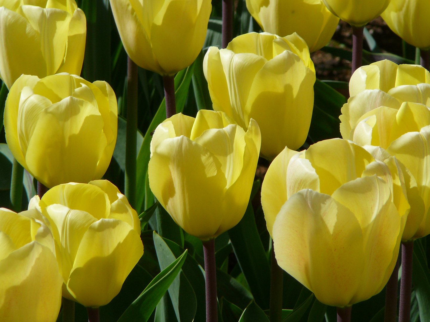 Gelbe Tulpen