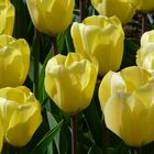 Gelbe Tulpen