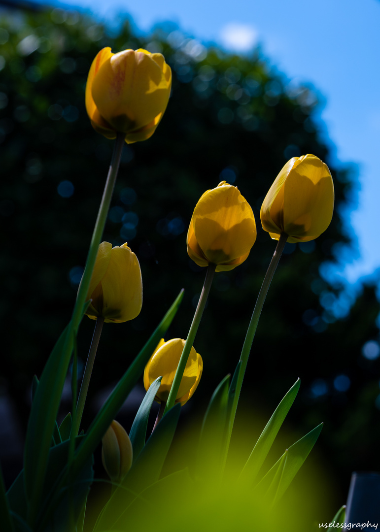 Gelbe Tulpen - die zweite