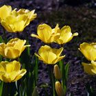 Gelbe Tulpen I