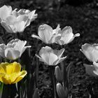 Gelbe Tulpen II