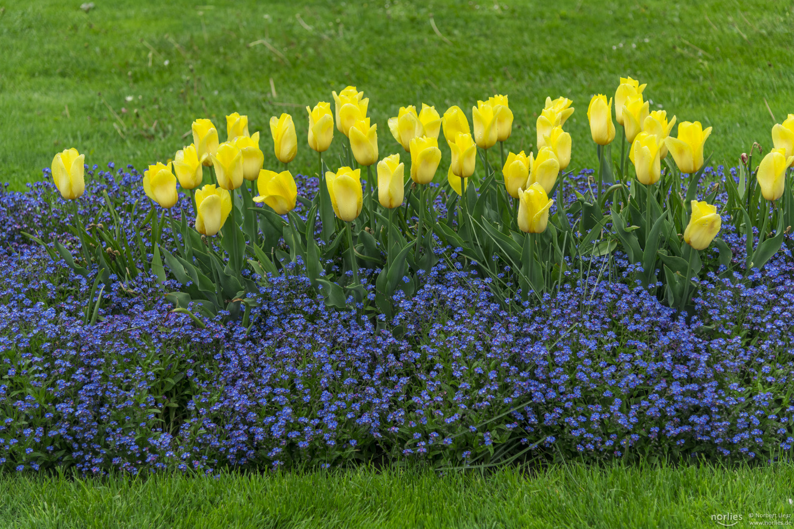 Gelbe Tulpen im Garten