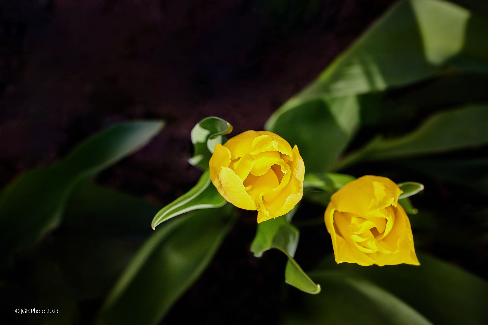 Gelbe Tulpen im Garten