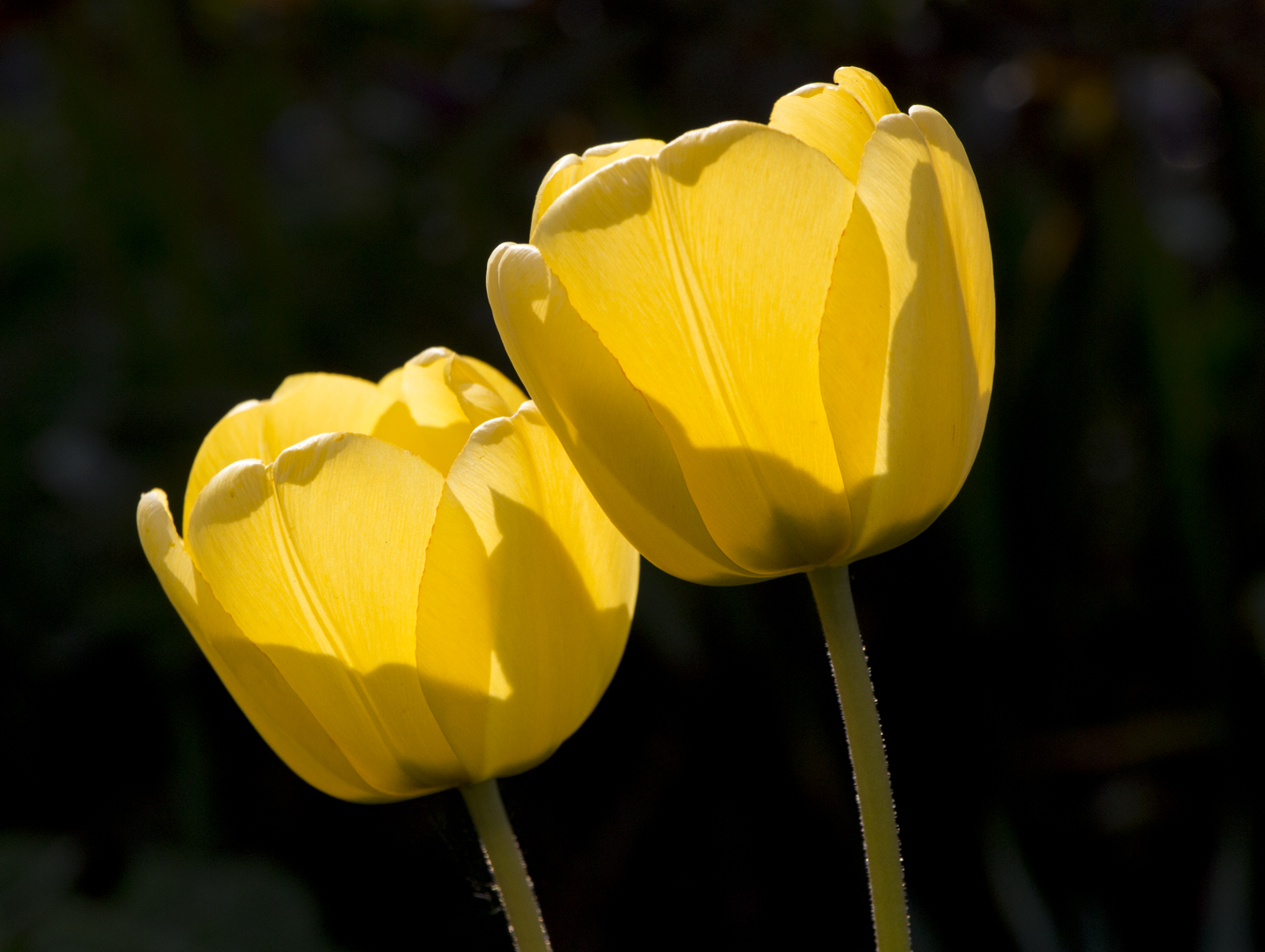 Gelbe Tulpen im Gegenlicht