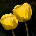 Gelbe Tulpen im Gegenlicht