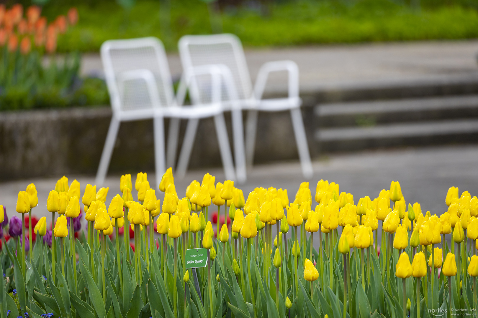 Gelbe Tulpen im Senkgarten