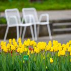 Gelbe Tulpen im Senkgarten