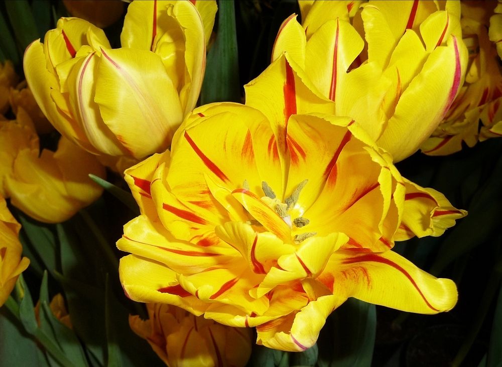 gelbe Tulpen mit roten Streifen leuchtend Teil