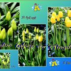 Gelbe Tulpen vor Pfingsten