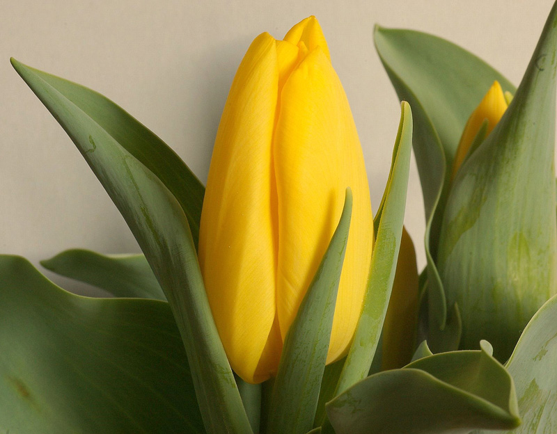 gelbe Tulpenblüte