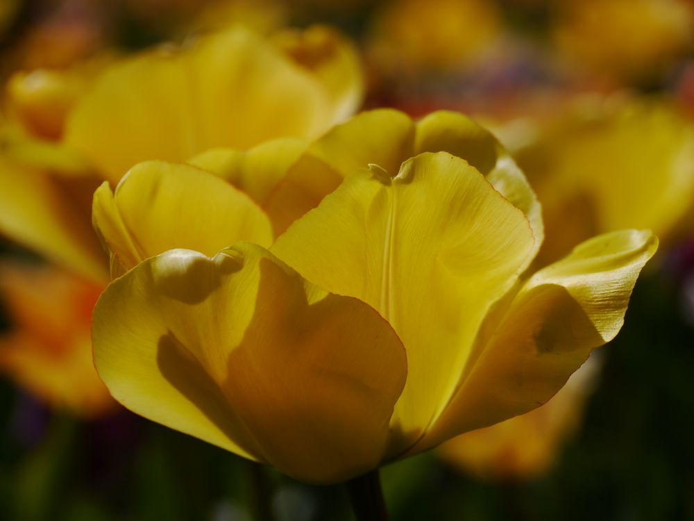 gelbe Tulpenpracht von Wuppergrafin 