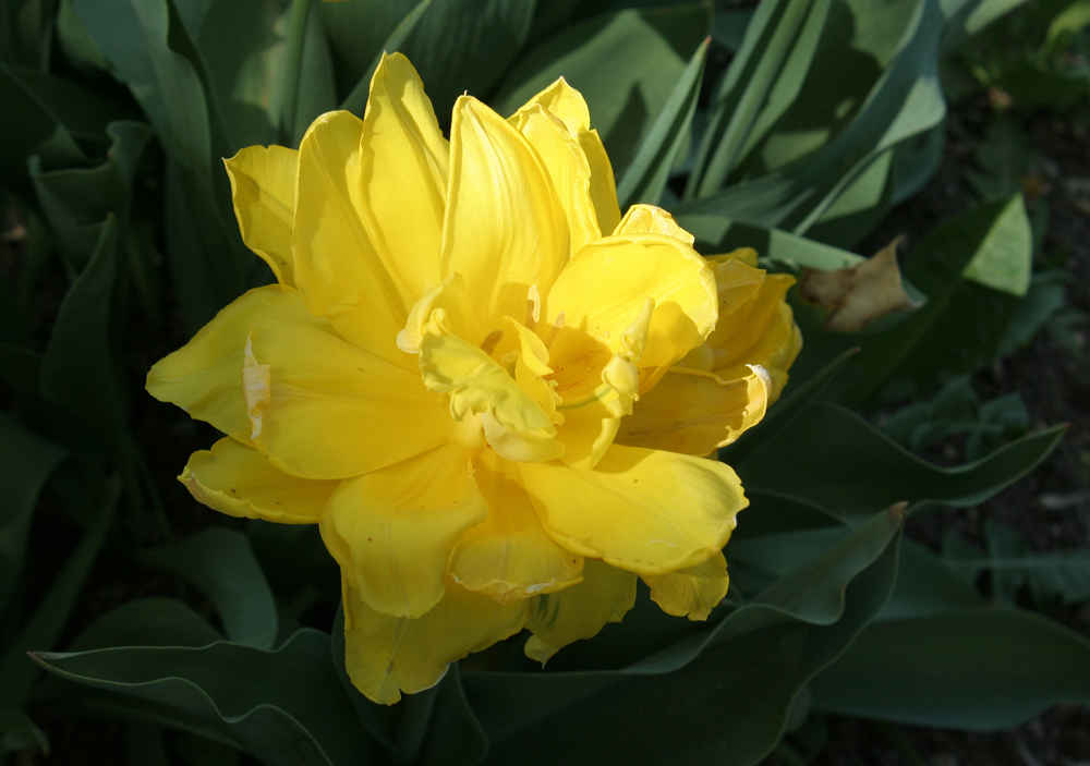 Gelbe Tulpenschönheit