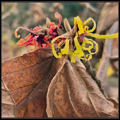 Gelbe und rote Zaubernussblüten