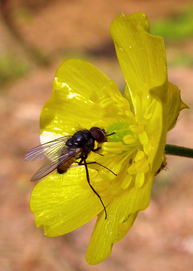 Gelbe und sonnige......