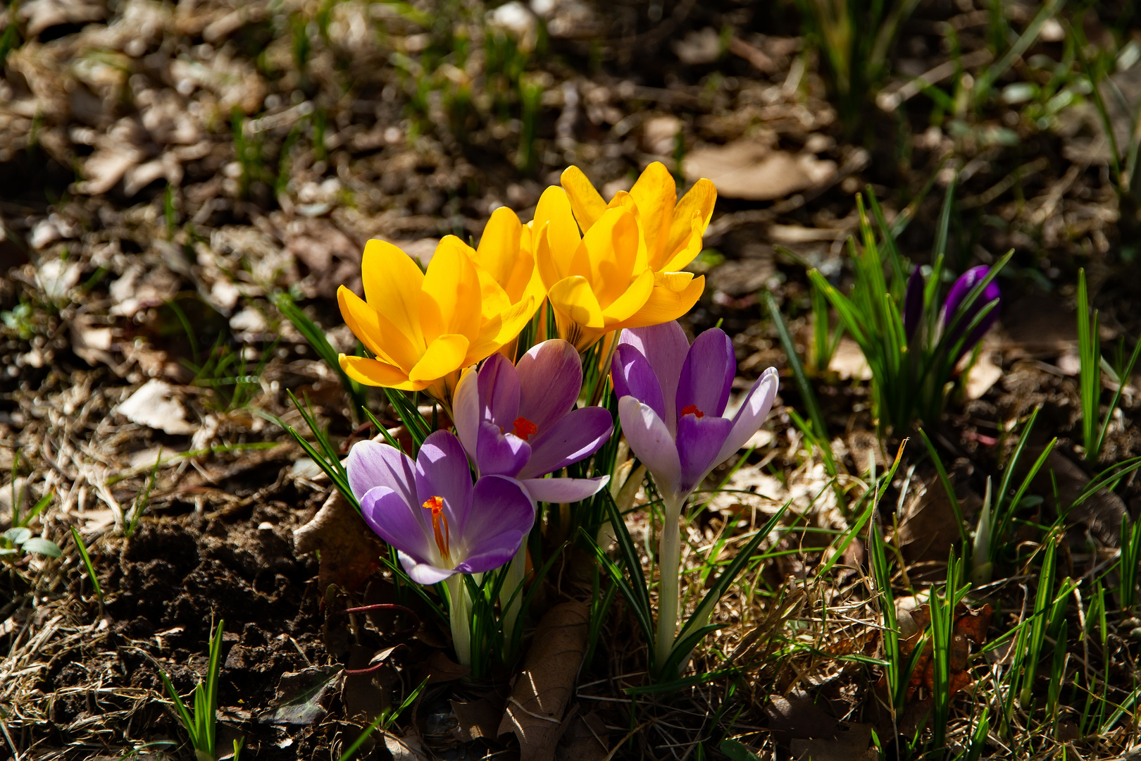 Gelbe und violette Krokusse