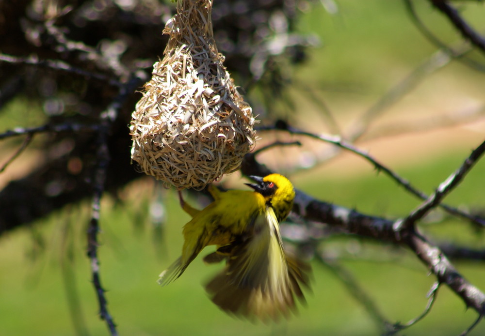 gelbe vogel