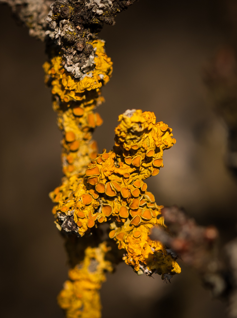 Gelbe Wandflechte (Xanthoria parietina)