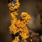 Gelbe Wandflechte (Xanthoria parietina)