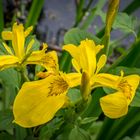 gelbe Wasserlilie