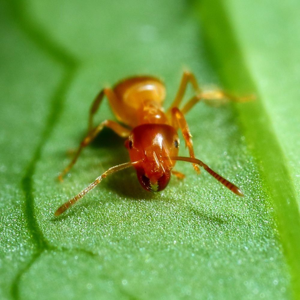 Gelbe Wegameise (Lasius flavus)